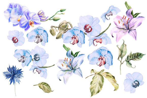 水彩花卉设计素材HandDrawn Watercolor B
