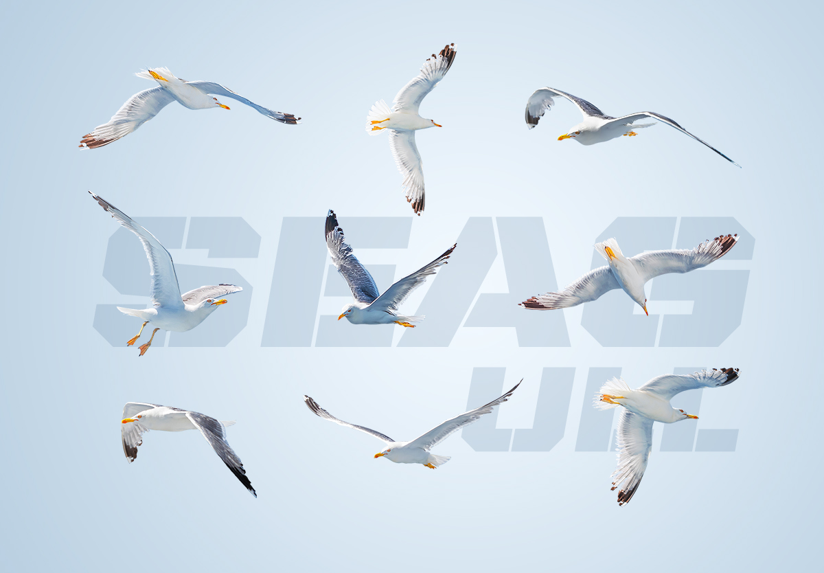 海鸥鸟夏日海岛元素Seagulls