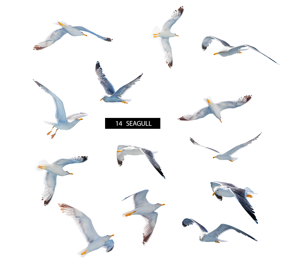 海鸥鸟夏日海岛元素Seagulls