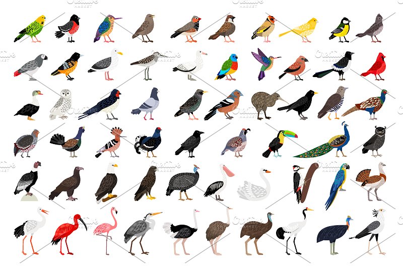 海量各种鸟手绘矢量素材Different Birds