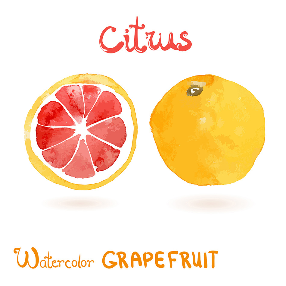 Watercolor vector citrus fruit