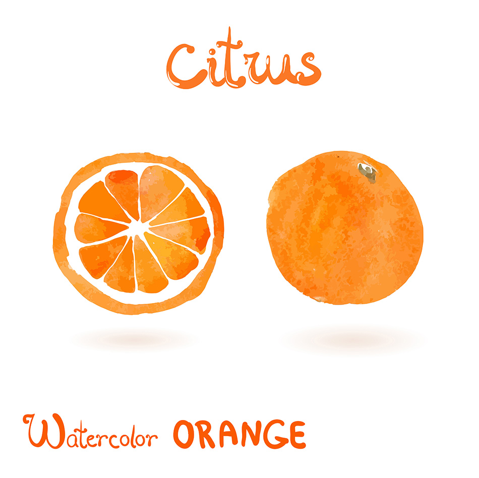 Watercolor vector citrus fruit