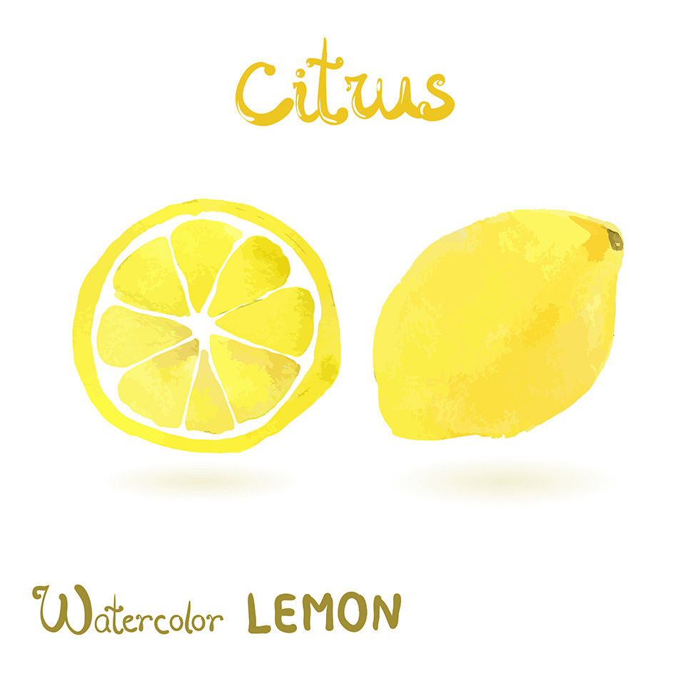 Watercolor vector citrus fruit