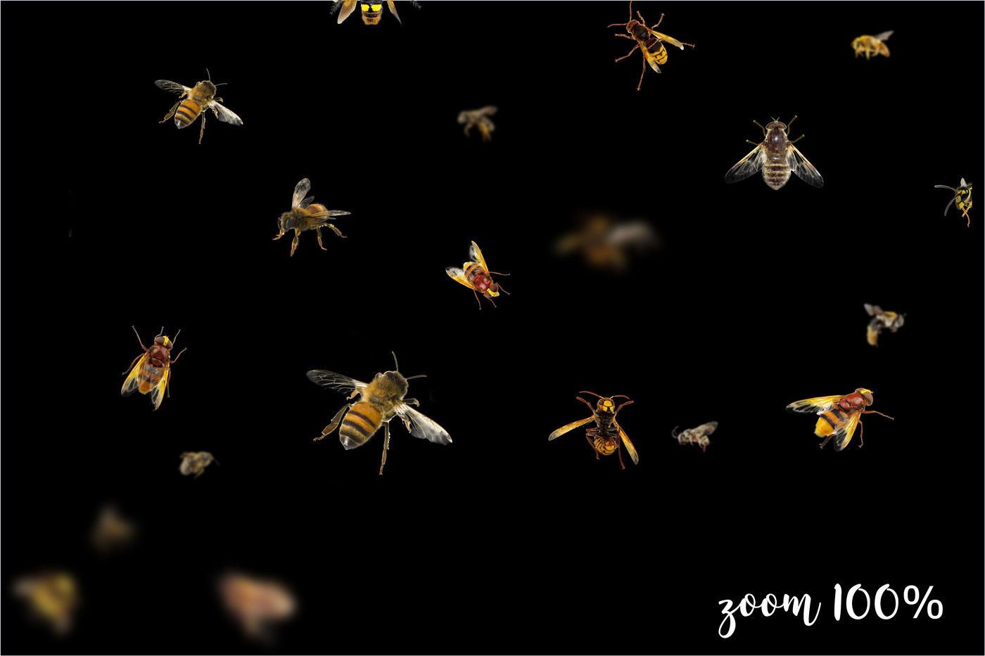 20张蜜蜂5K高清纹理贴图素材 5K Bees Overla