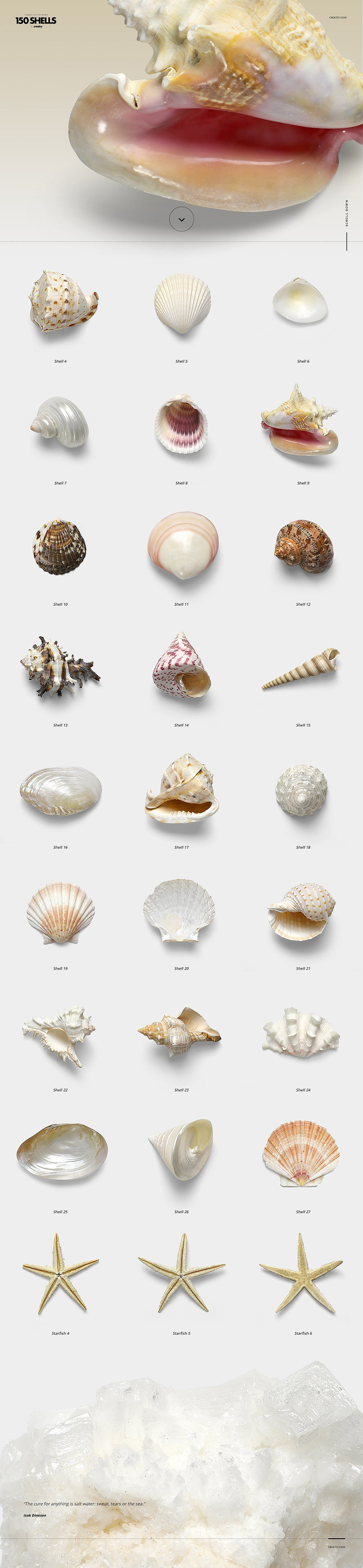 150个贝壳海螺合集超高像素透明背景免抠素材Conch co