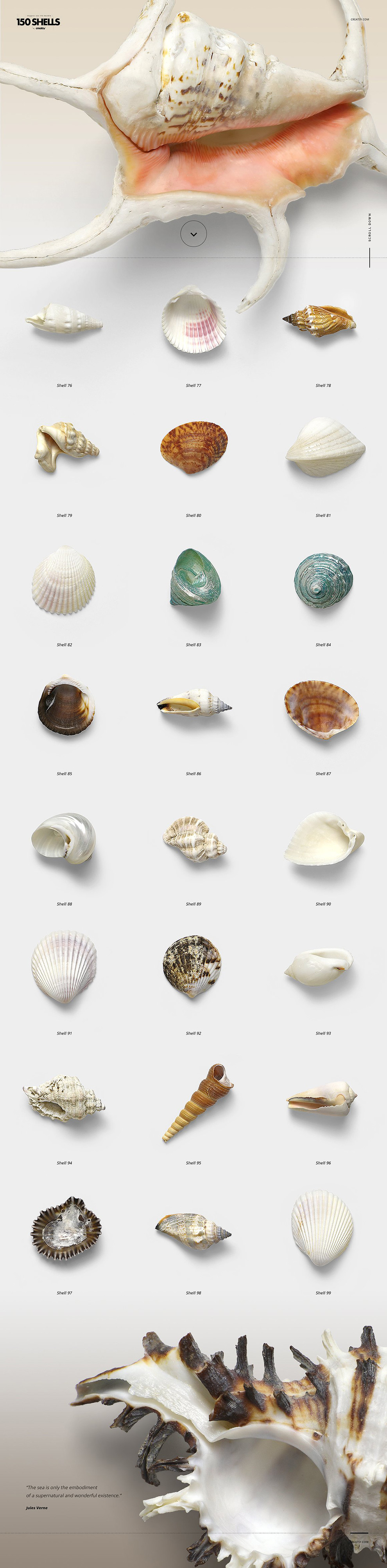 150个贝壳海螺合集超高像素透明背景免抠素材Conch co