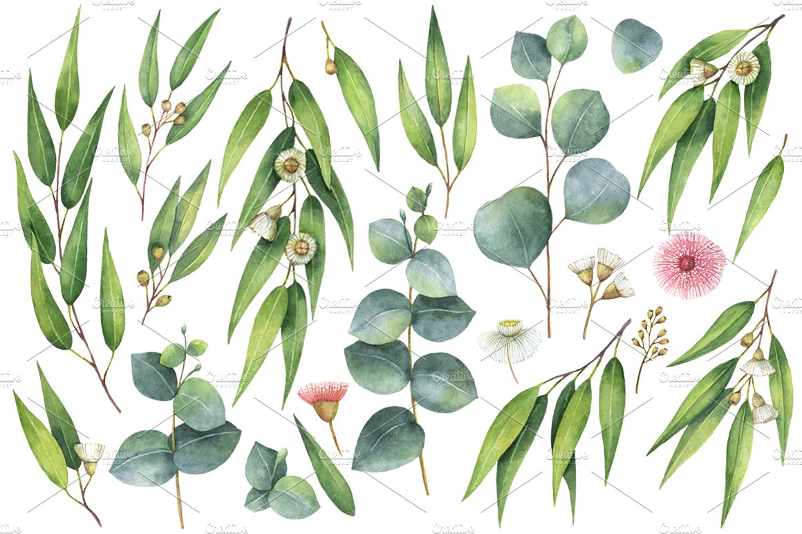 澳大利亚桉树手绘水彩花环花束合集包 Watercolor E
