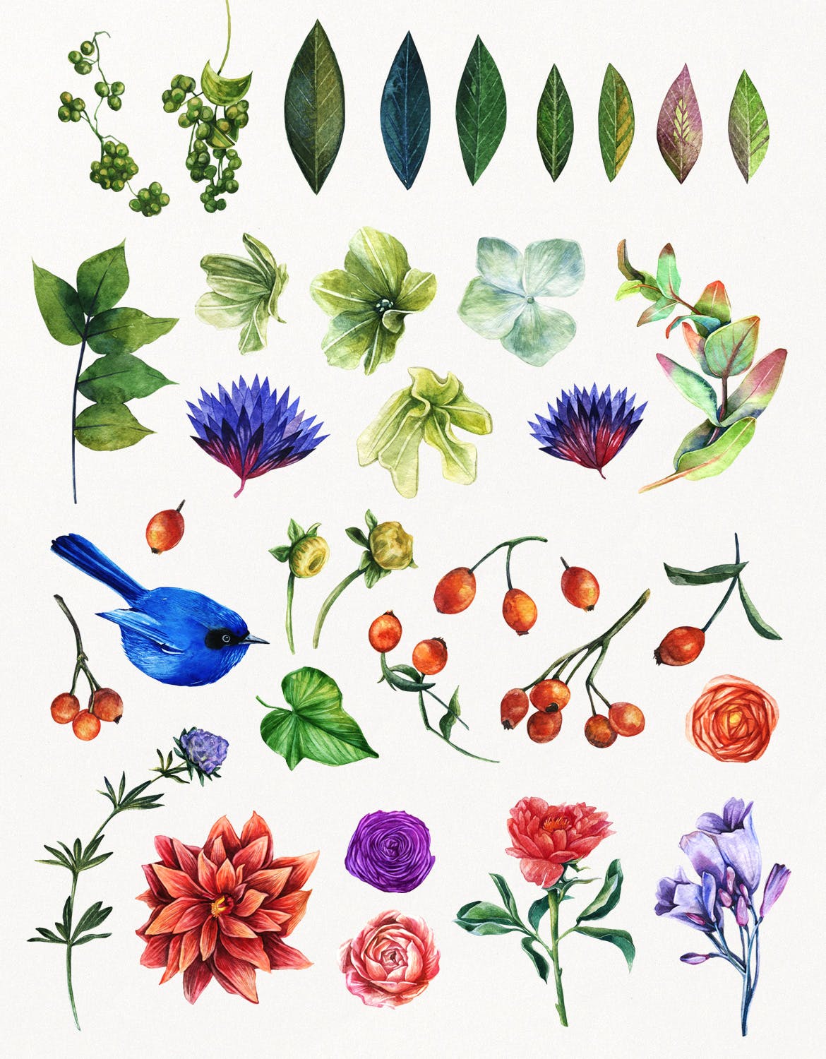高品质的手绘水彩夏天植物动物元素大集合 enchanted-