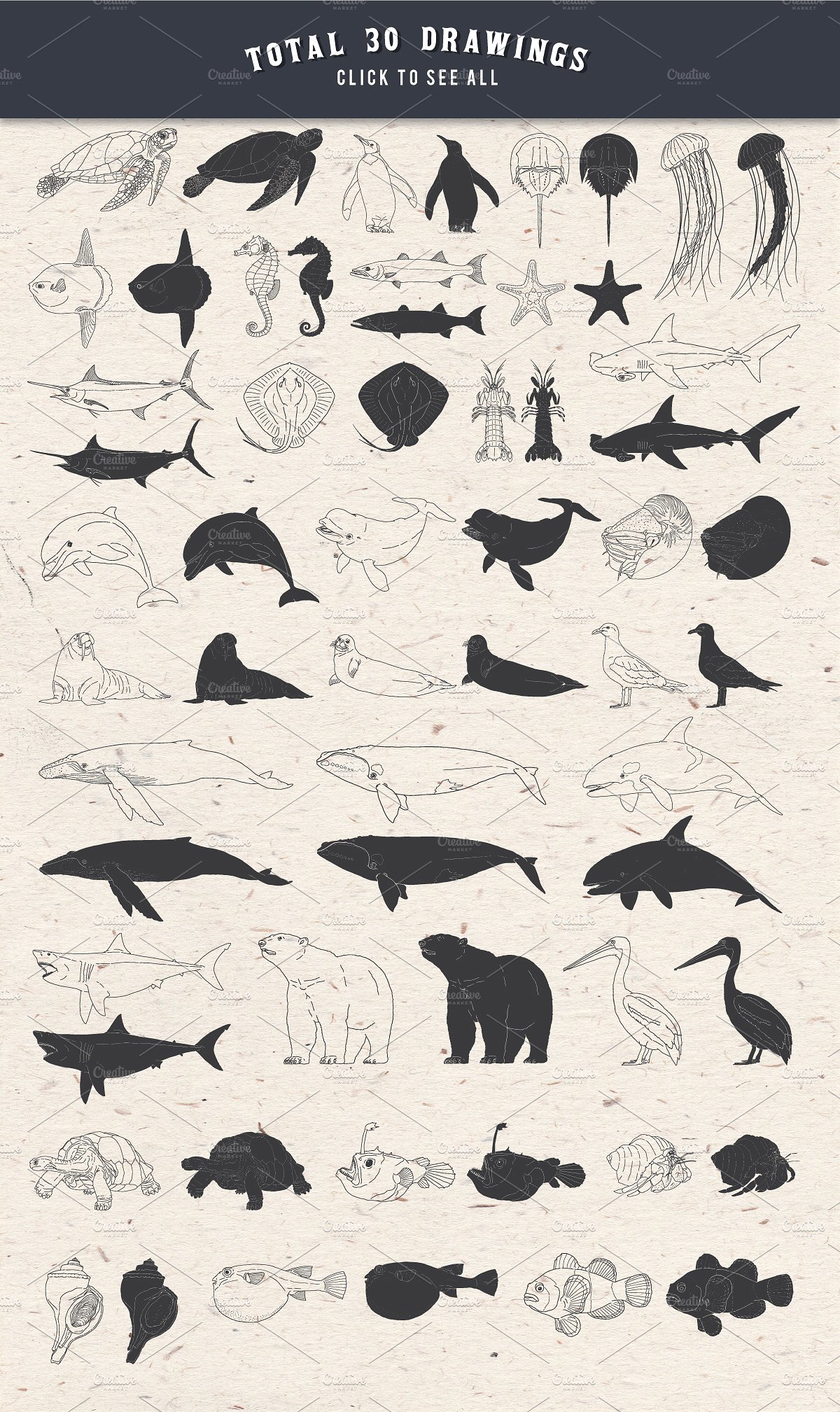 30款手绘海洋生物矢量素材合辑下载30 Hand Drawn