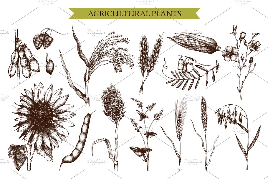 有机农场农作物插画素材包 Organic Farm Plan