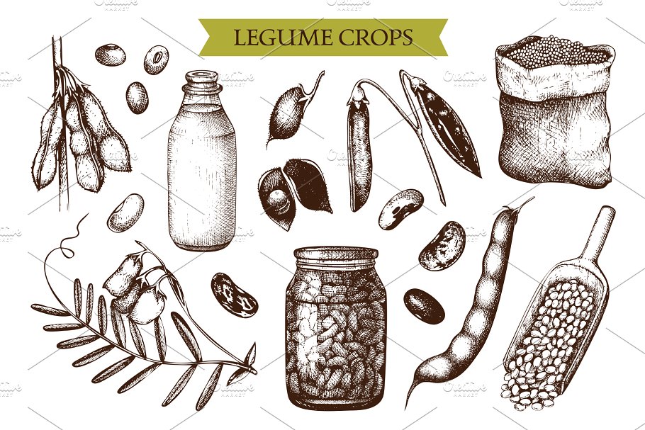 有机农场农作物插画素材包 Organic Farm Plan