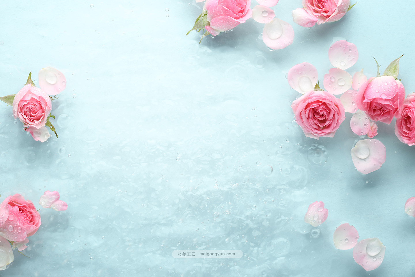 鲜花花卉粉色玫瑰水滴SPA高清背景图Rose in wate