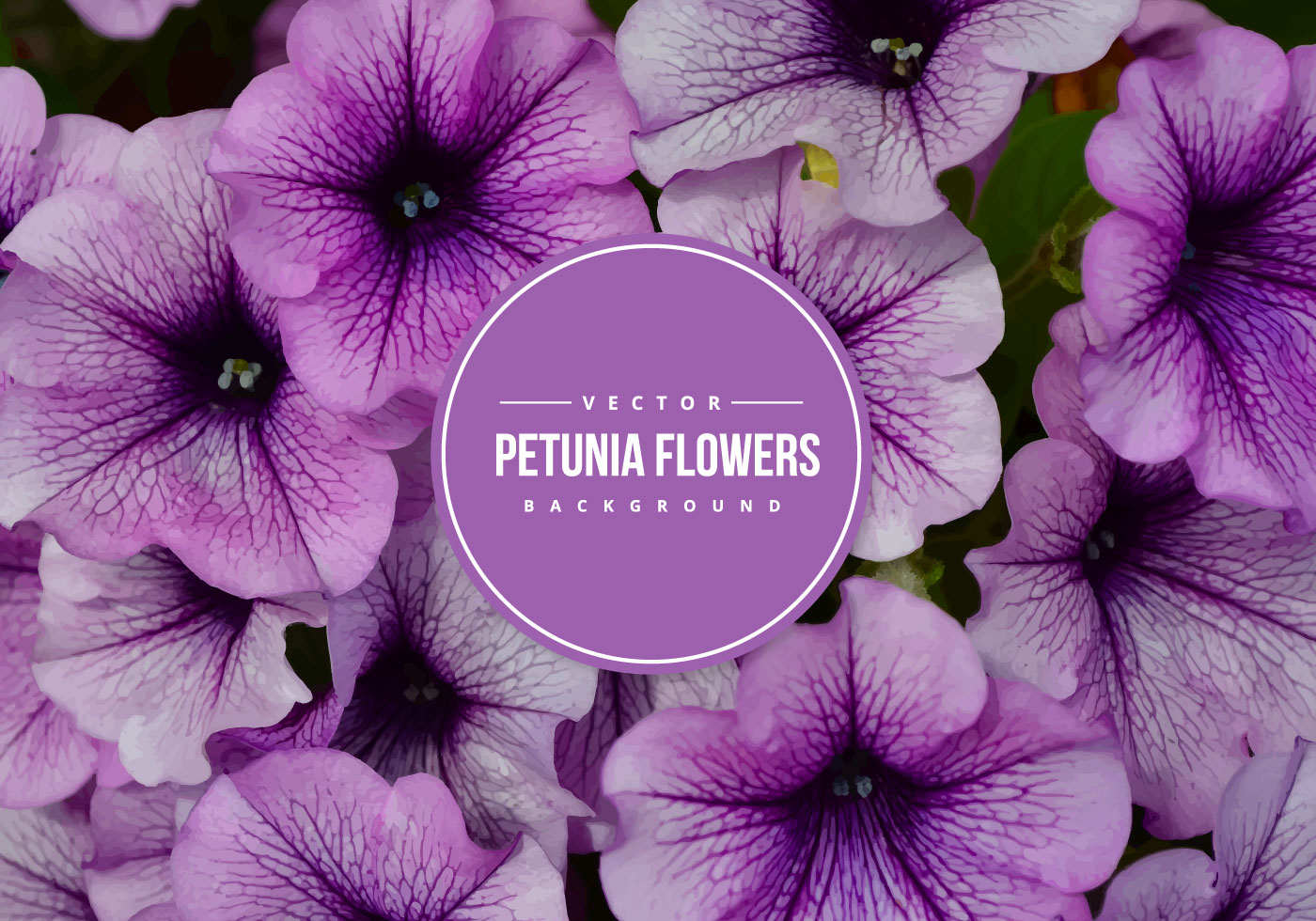 紫色牵牛花矢量背景Petunia Vector Backgr