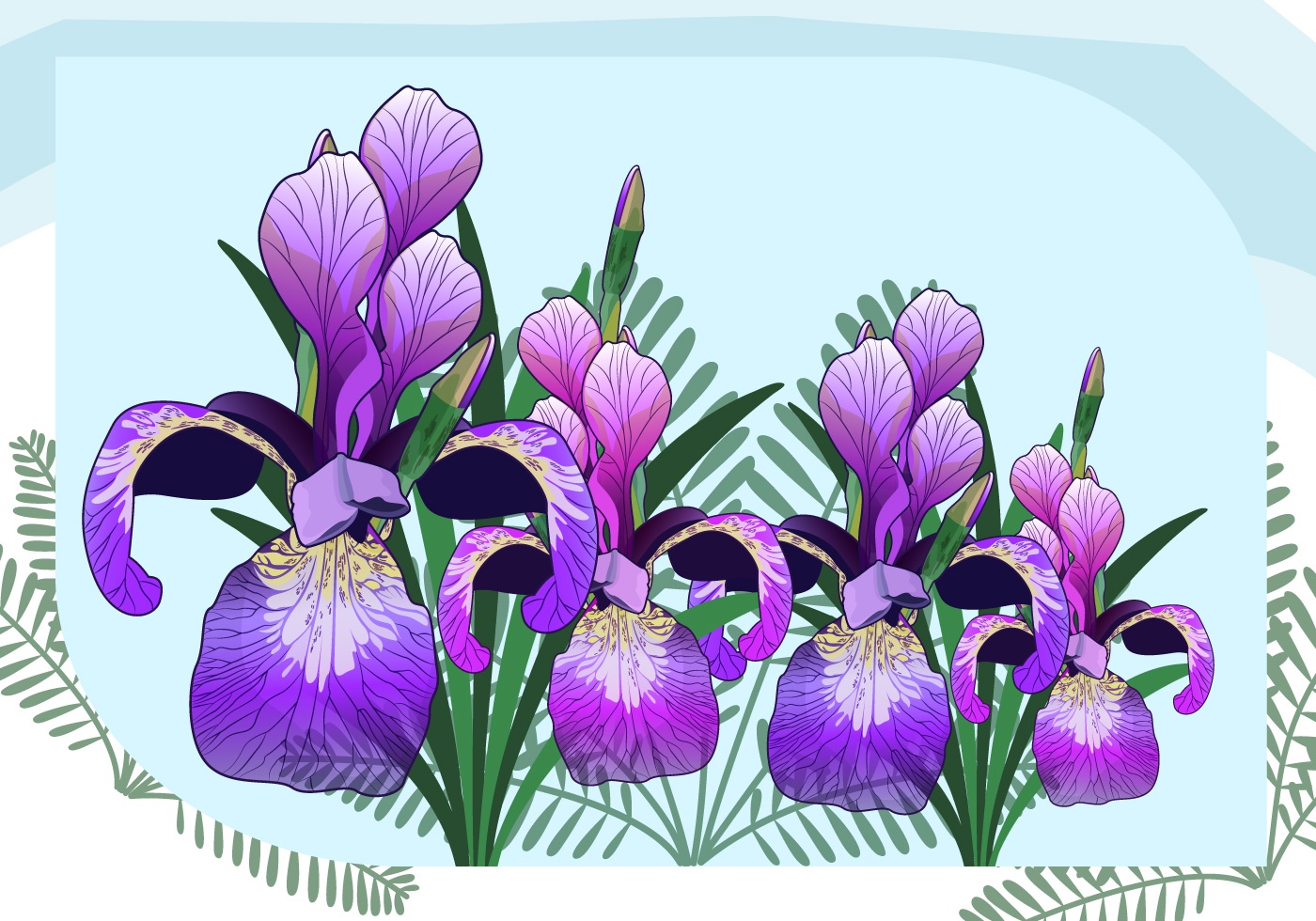 鸢尾花矢量插图Iris Flower Vector Illu