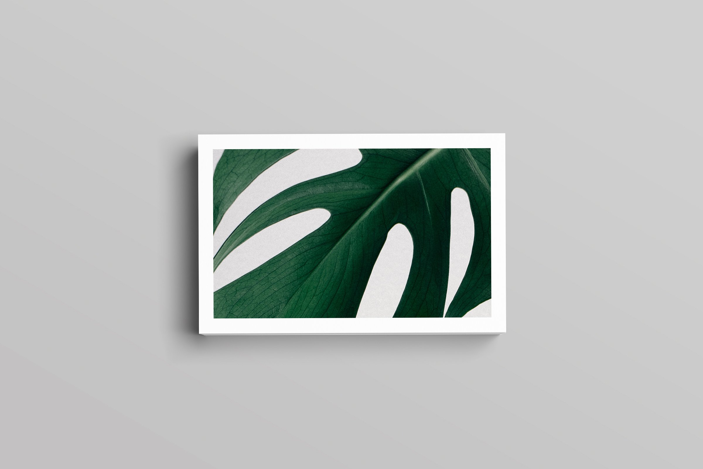 热带植物清新名片模板PSD模板素材Aaron Busines