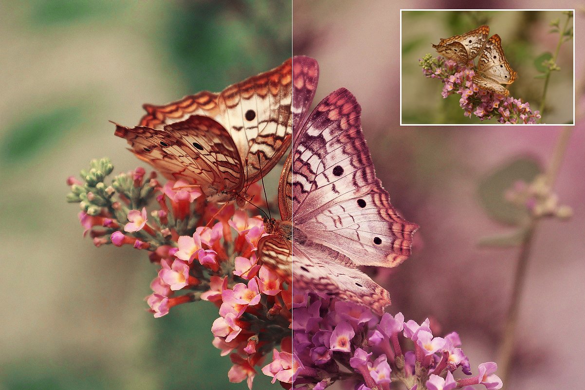 Nature Photoshop Actions