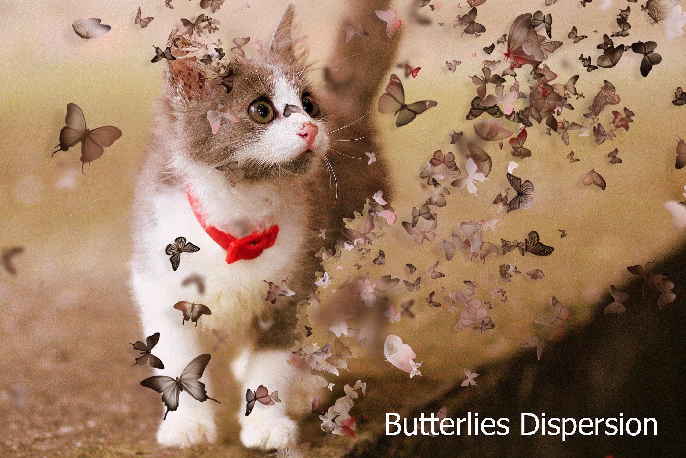 蝴蝶分散Ps动作Butterflies Dispersion