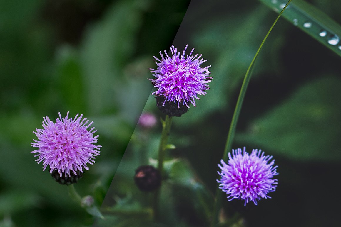 复古色调花卉植物LR预设Vintage Flowers -