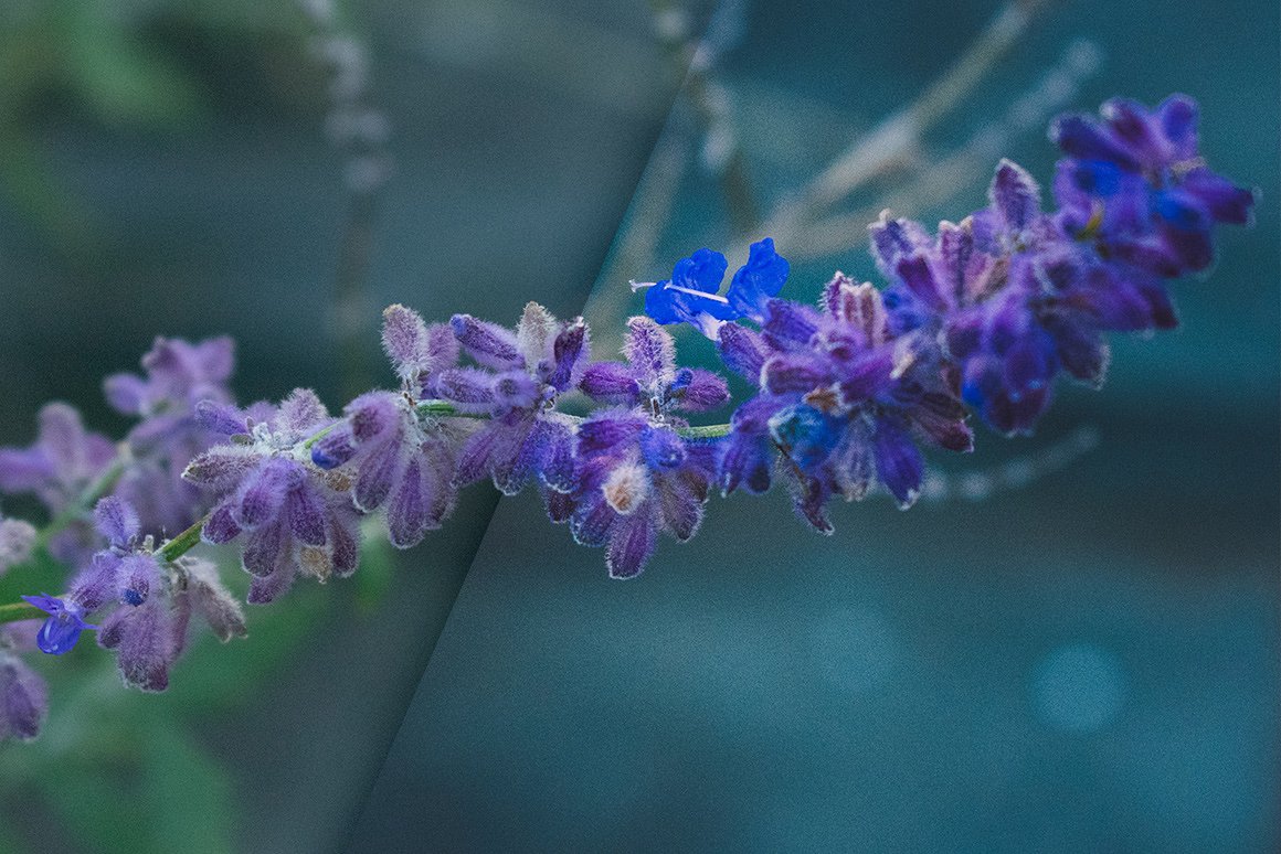 复古色调花卉植物LR预设Vintage Flowers -