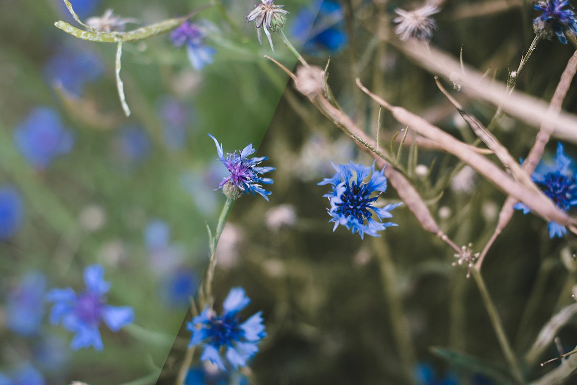 复古色调花卉植物LR预设Vintage Flowers -