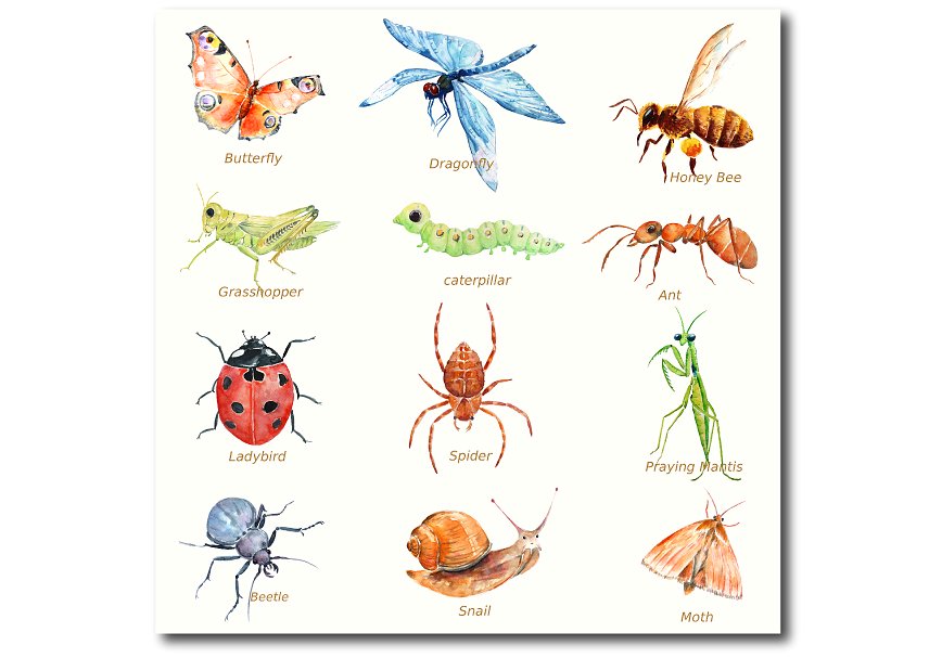 手绘水彩昆虫图案无缝背景Watercolor Insects