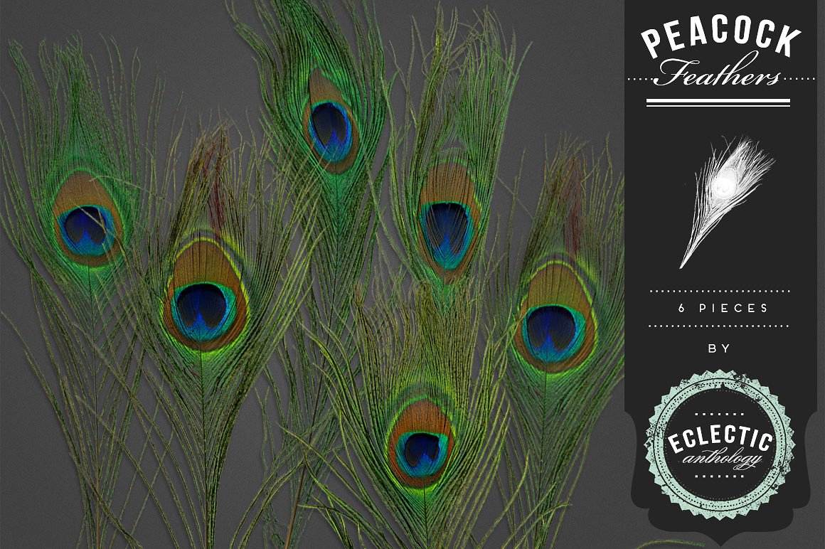 孔雀羽毛设计素材Peacock Feathers #3331