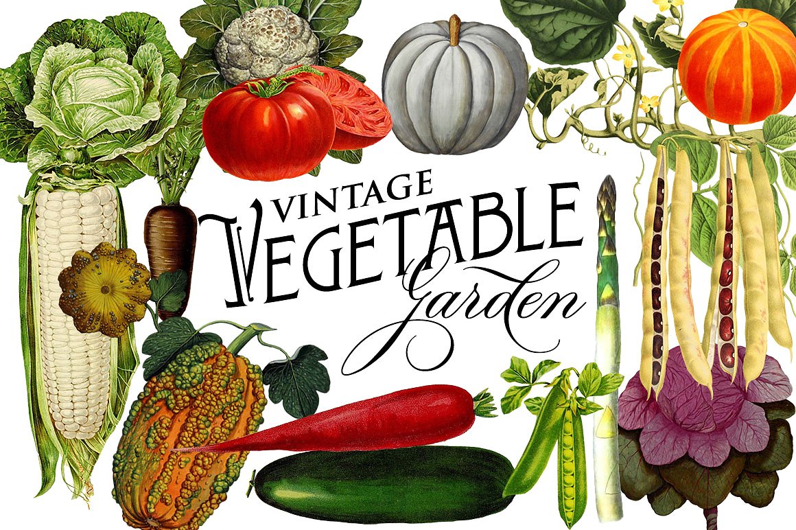 复古植物图形素材Vintage Vegetable Bota