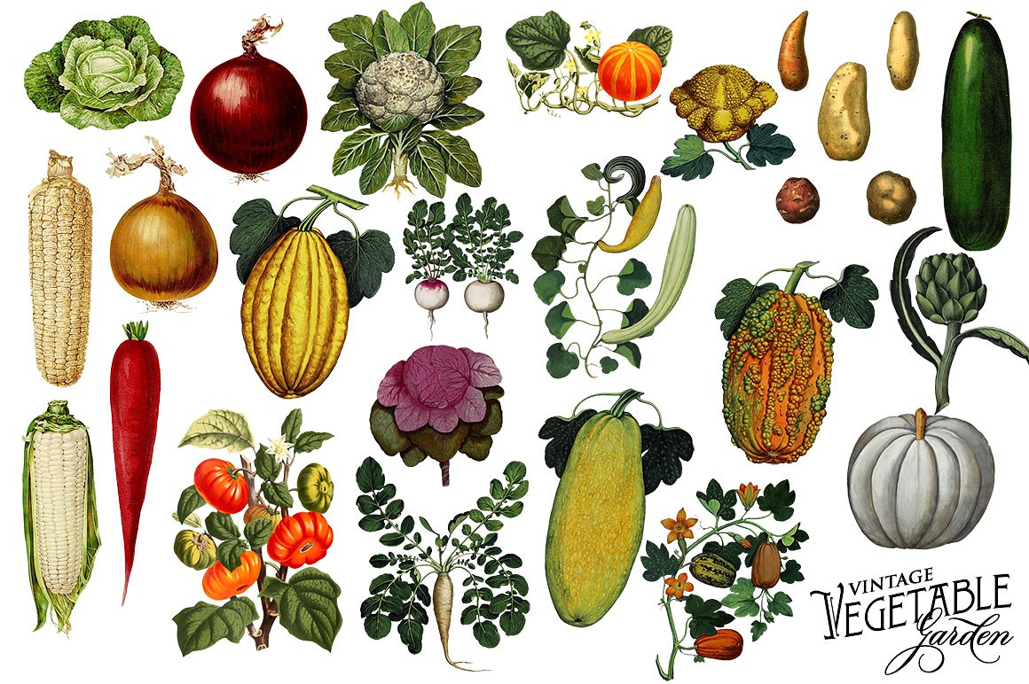 复古植物图形素材Vintage Vegetable Bota