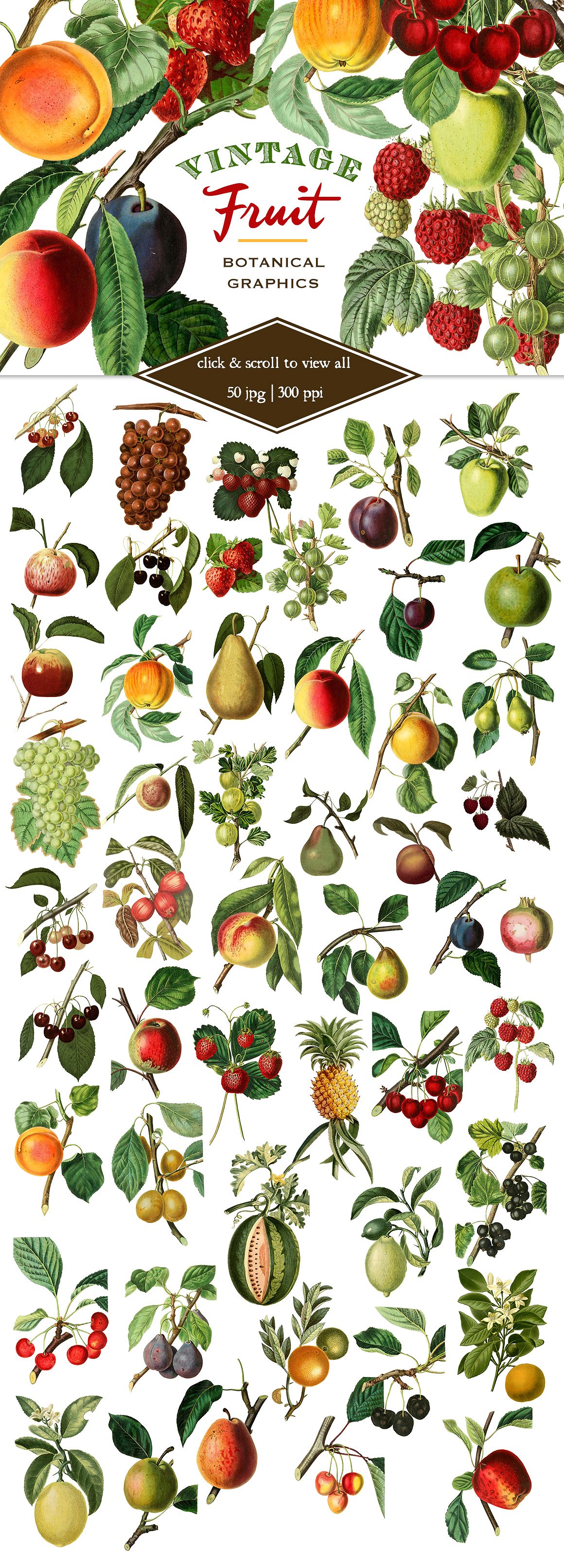 复古植物水果图形素材Vintage Fruit Botani