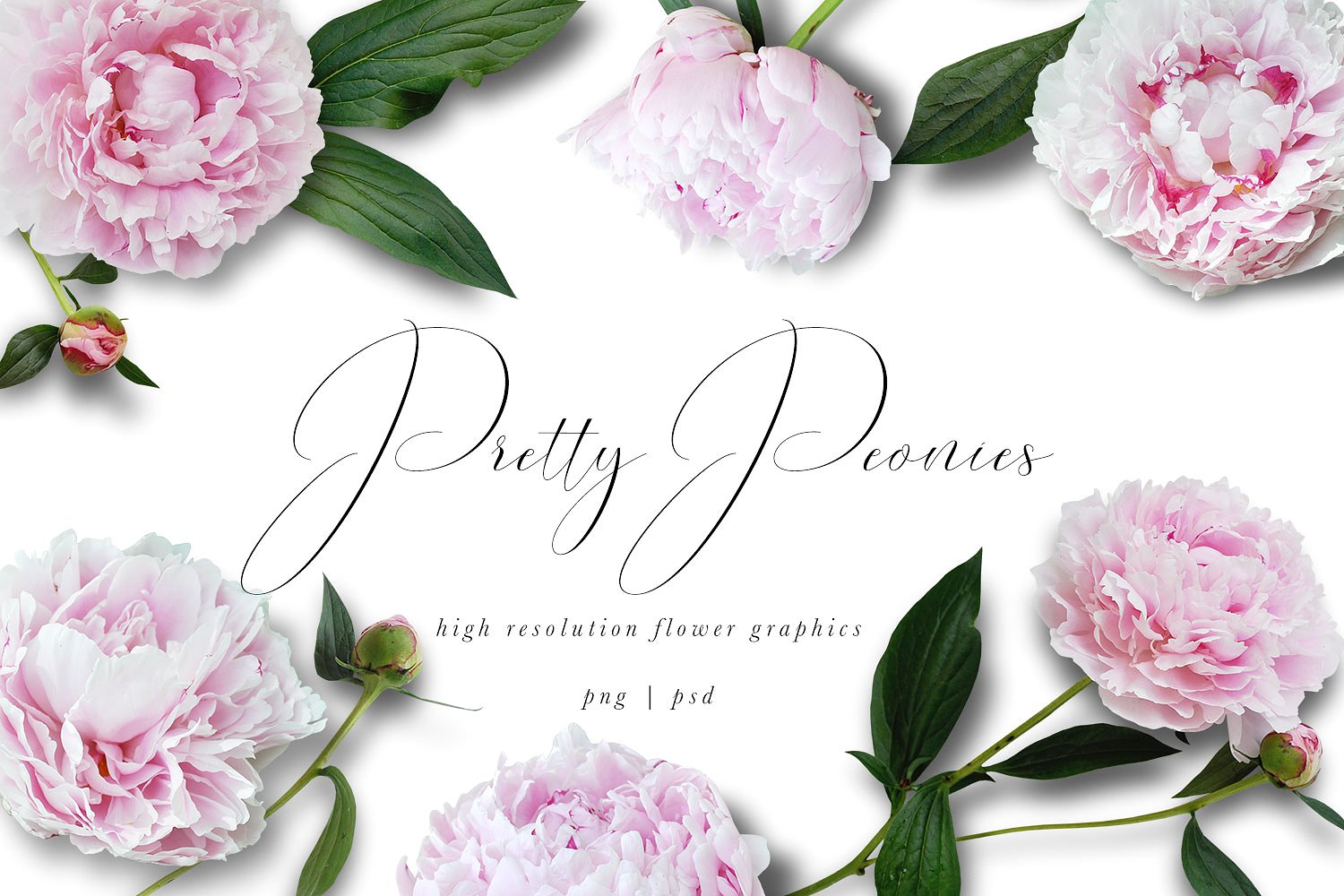 牡丹花设计素材Pretty Peonies Graphics