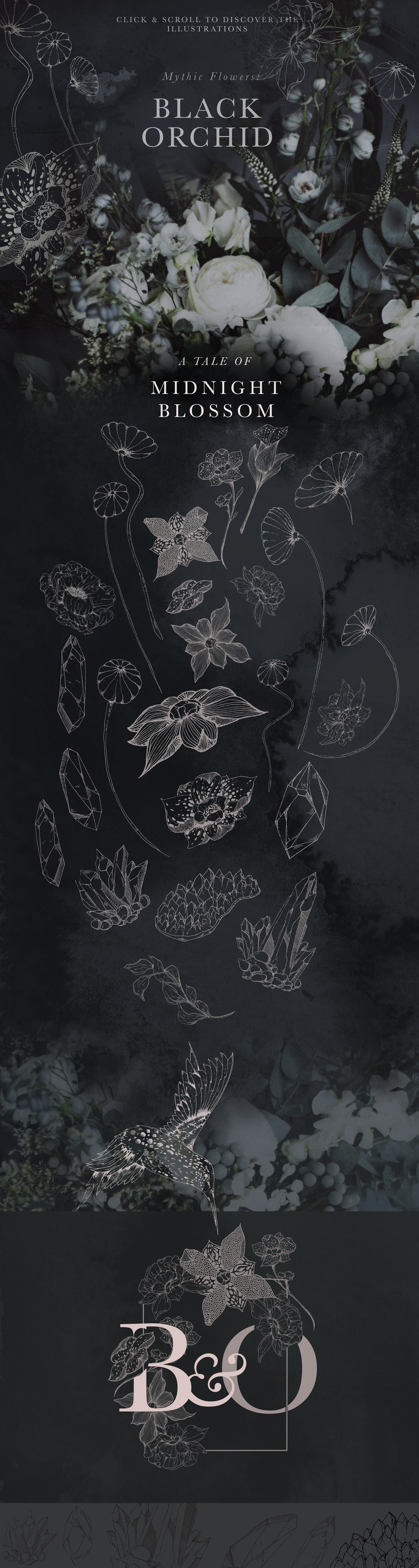 黑色兰花花卉设计素材Black Orchid Illustr