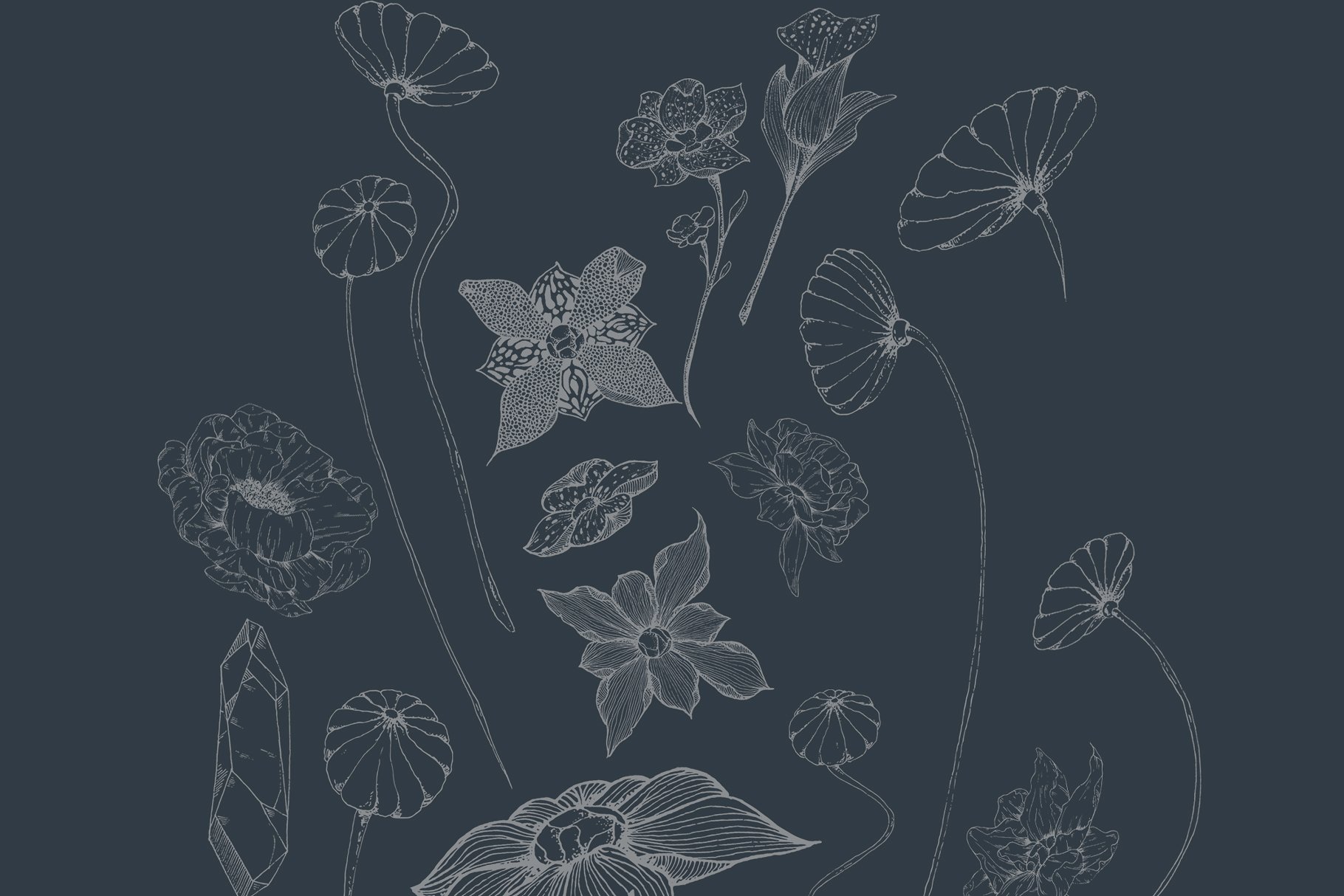 手绘线稿花卉植物设计素材Black Orchid Illus