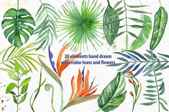手绘热带植物设计素材Tropical leaves bran