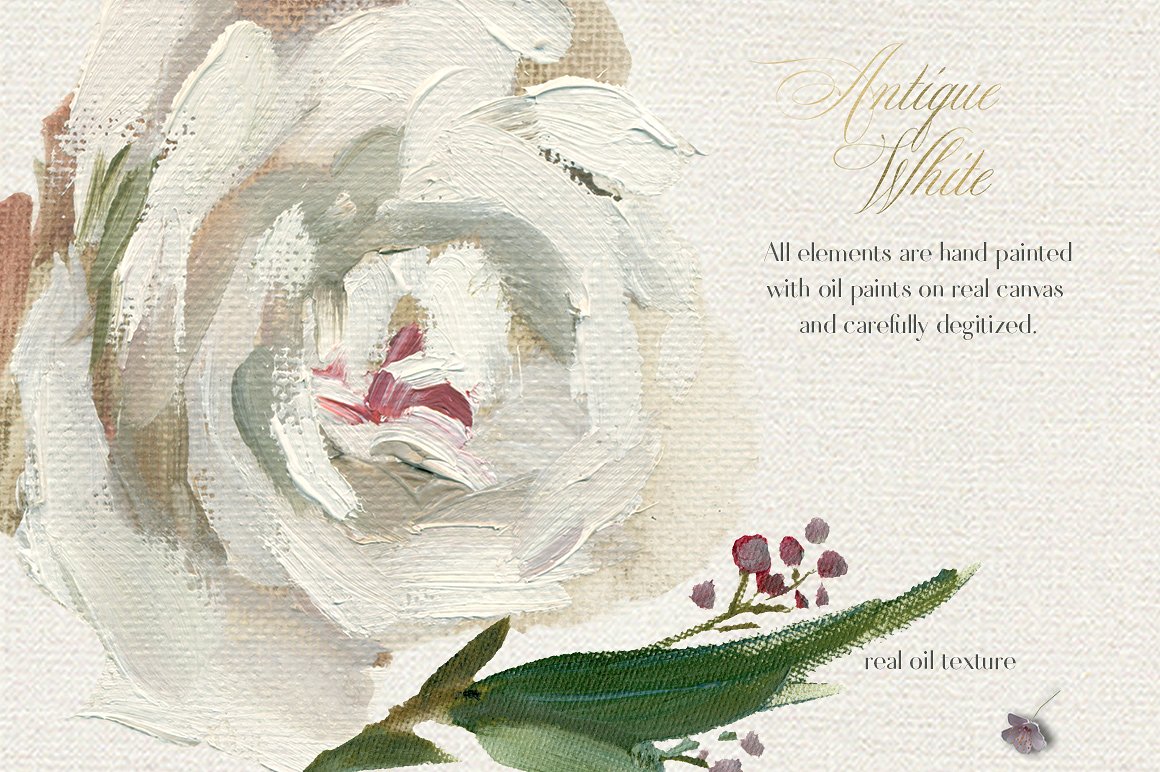 手绘水彩白色的花设计素材Antique White Hand