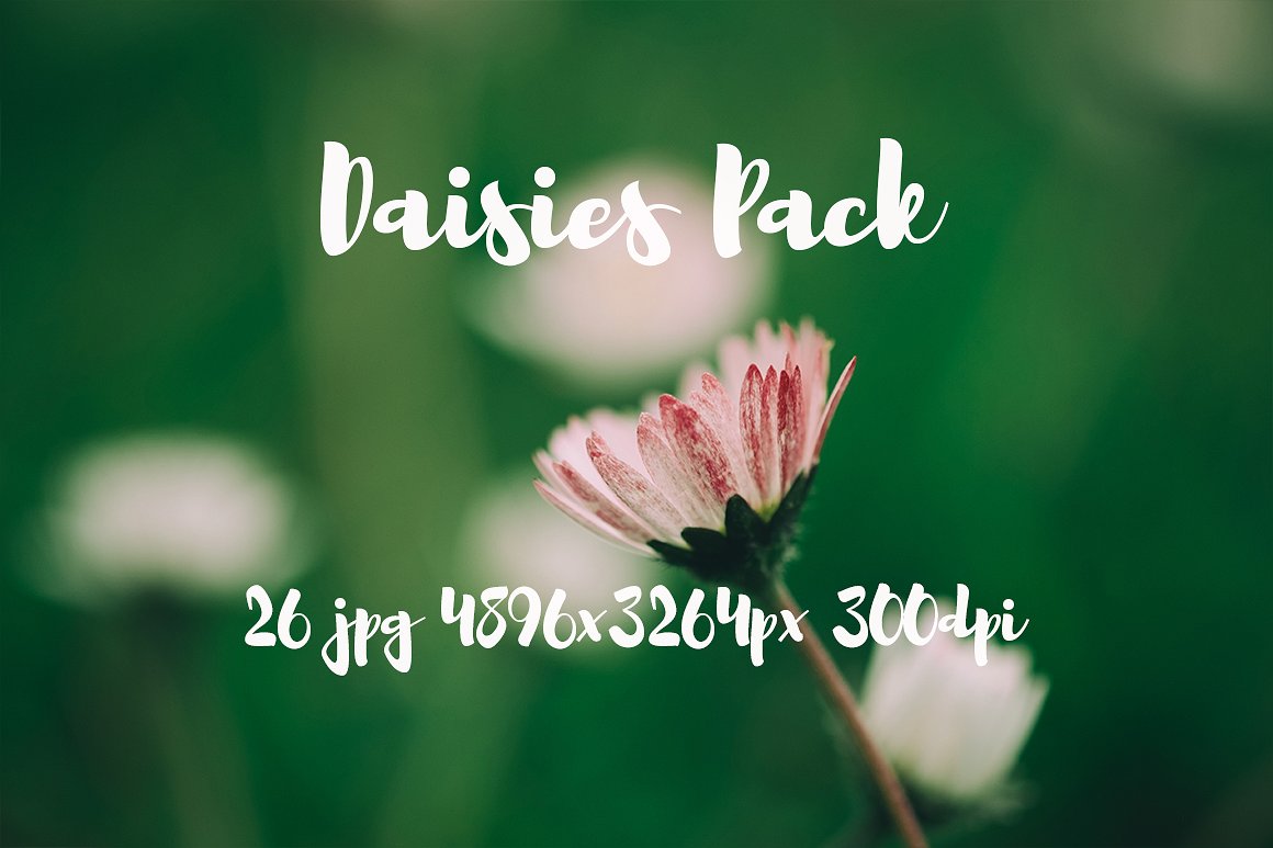 雏菊元素高清照片Daisies photo Pack #11