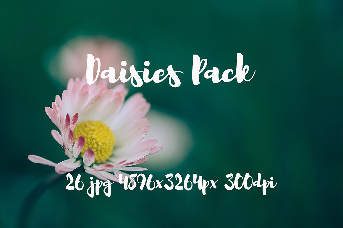 雏菊元素高清照片Daisies photo Pack #11