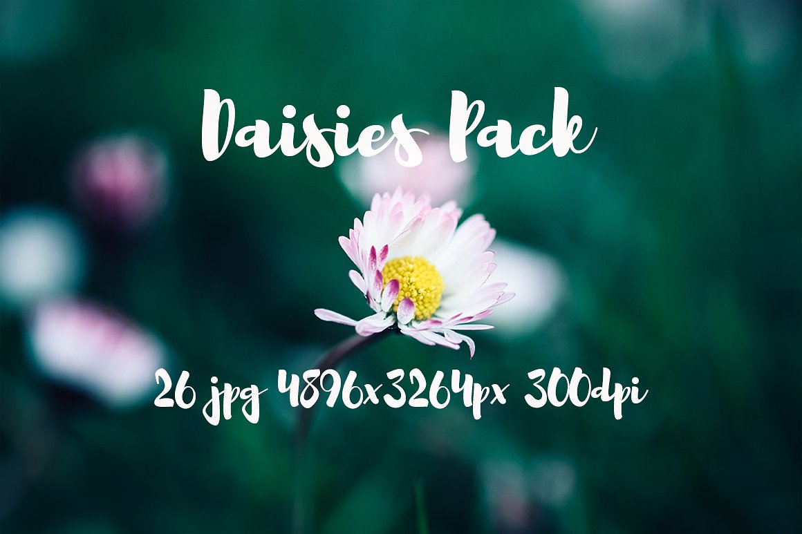 雏菊元素高清照片Daisies photo Pack #11