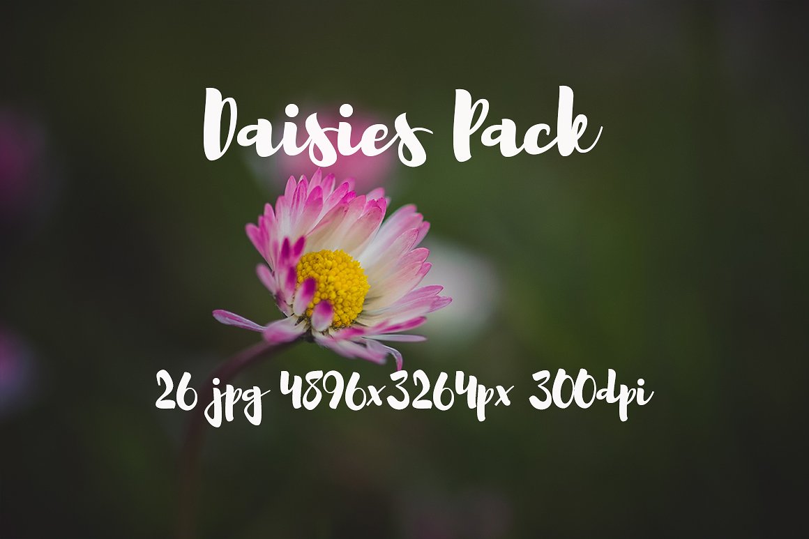 雏菊元素高清照片Daisies photo Pack #11