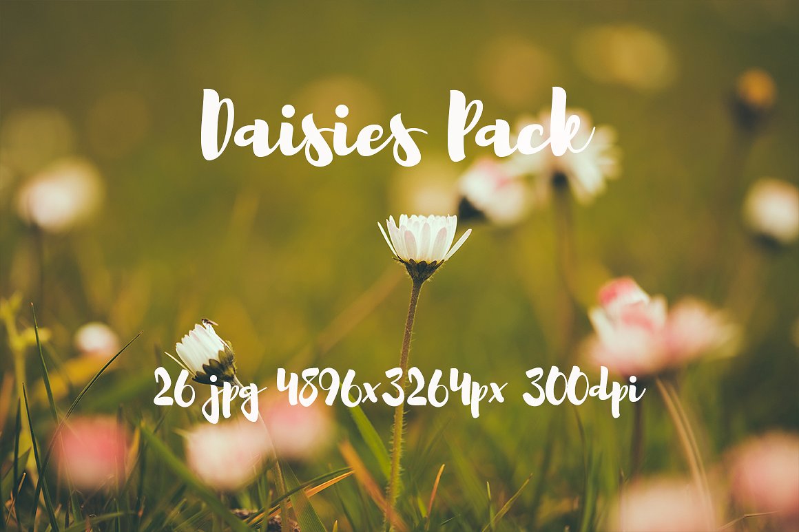 雏菊元素高清照片Daisies photo Pack #11