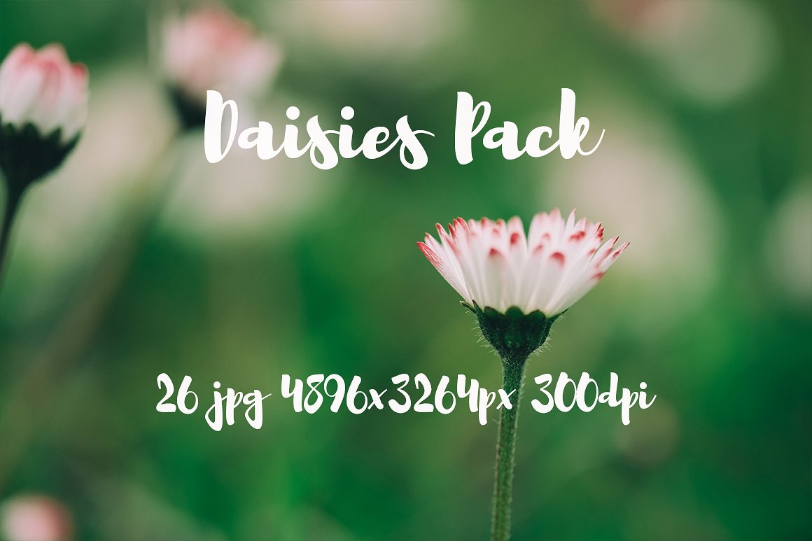 雏菊元素高清照片Daisies photo Pack #11