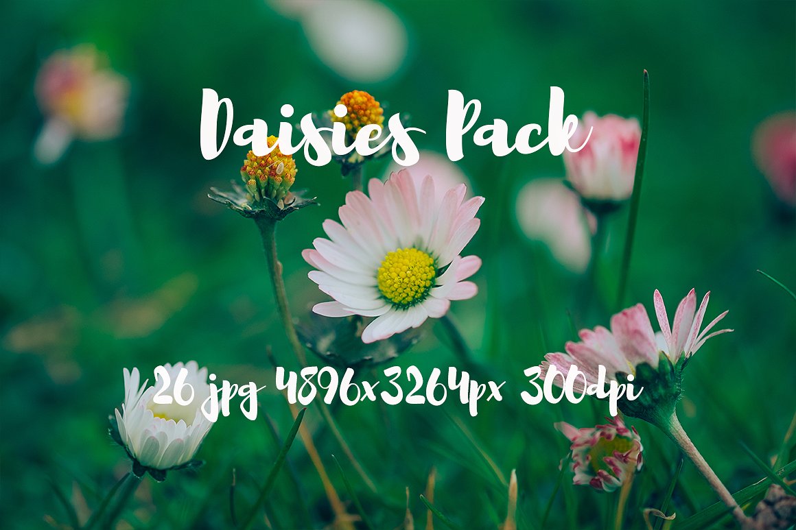 雏菊元素高清照片Daisies photo Pack #11