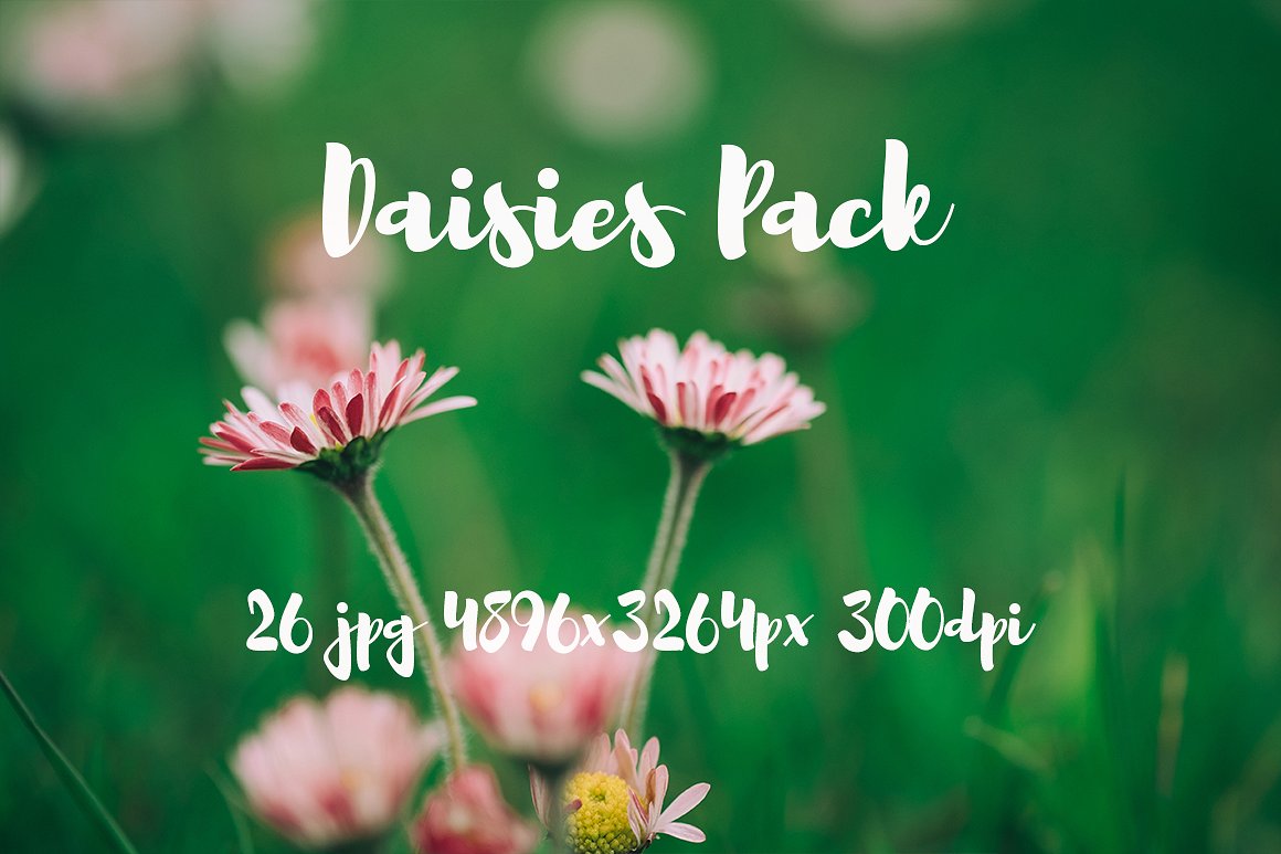 雏菊元素高清照片Daisies photo Pack #11