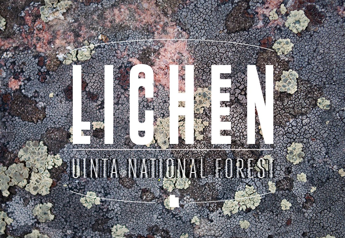 苔藓地衣设计背景36 Lichen Textures