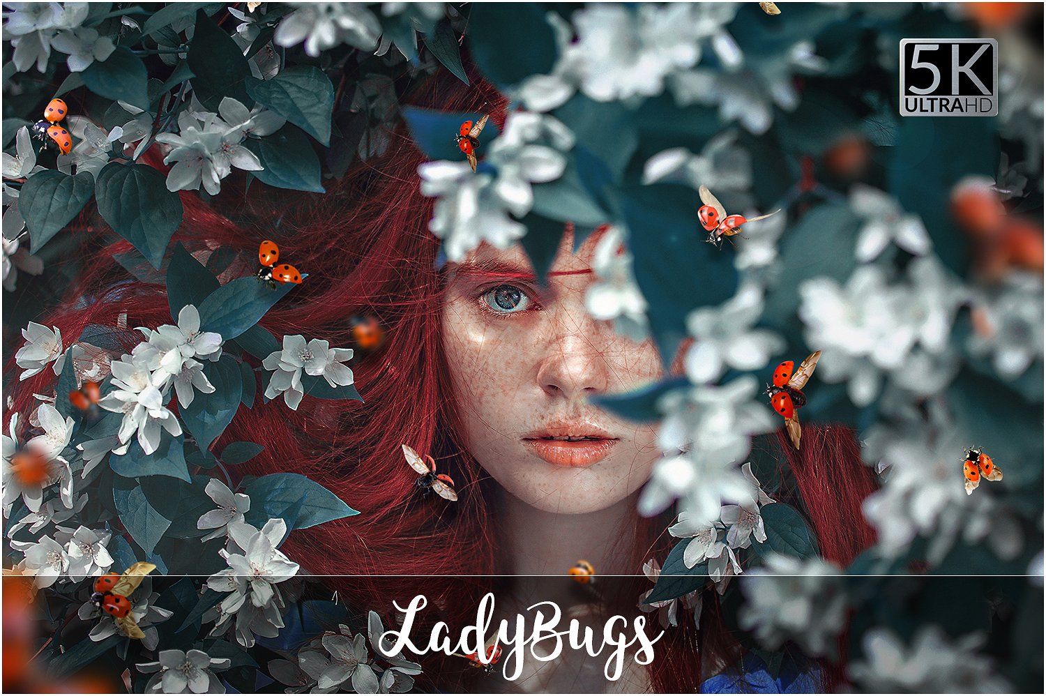 昆虫图案设计素材5K Ladybugs Overlays