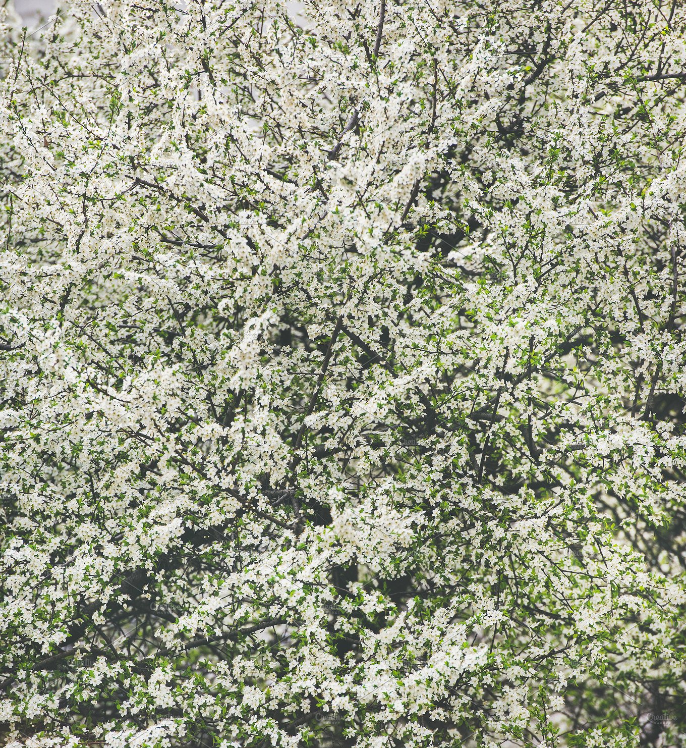 春天盛开的花朵设计背景Blooming tree with