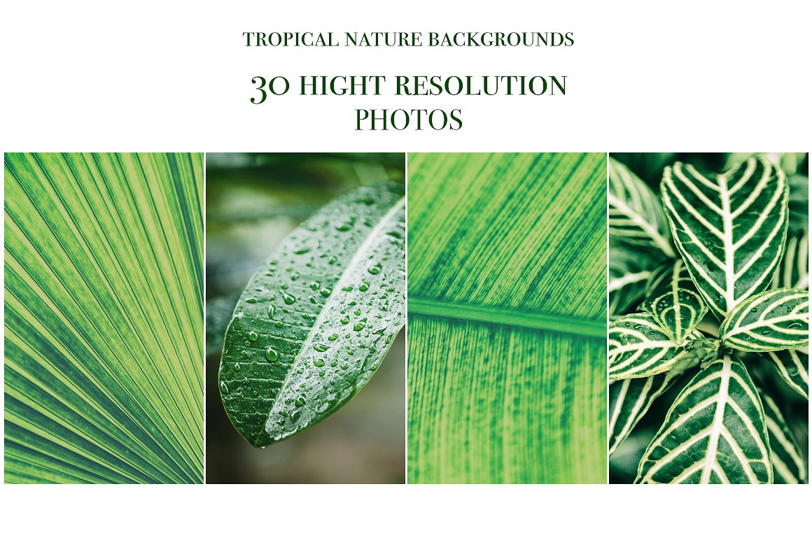 30 tropical background photo b