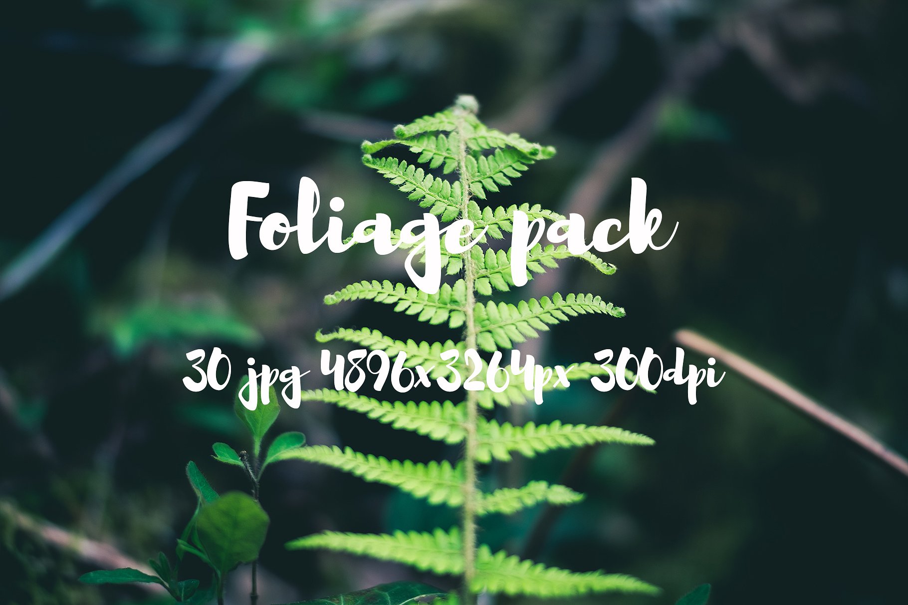 Foliage Photo Pack