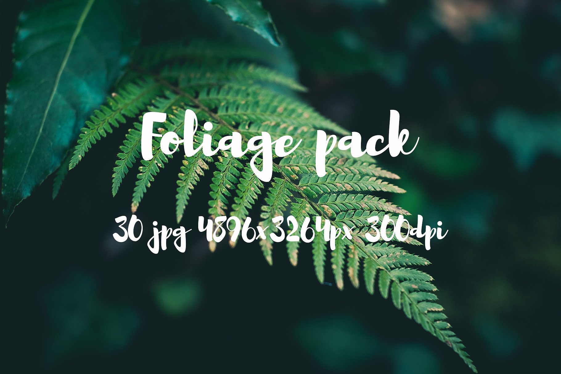 Foliage Photo Pack