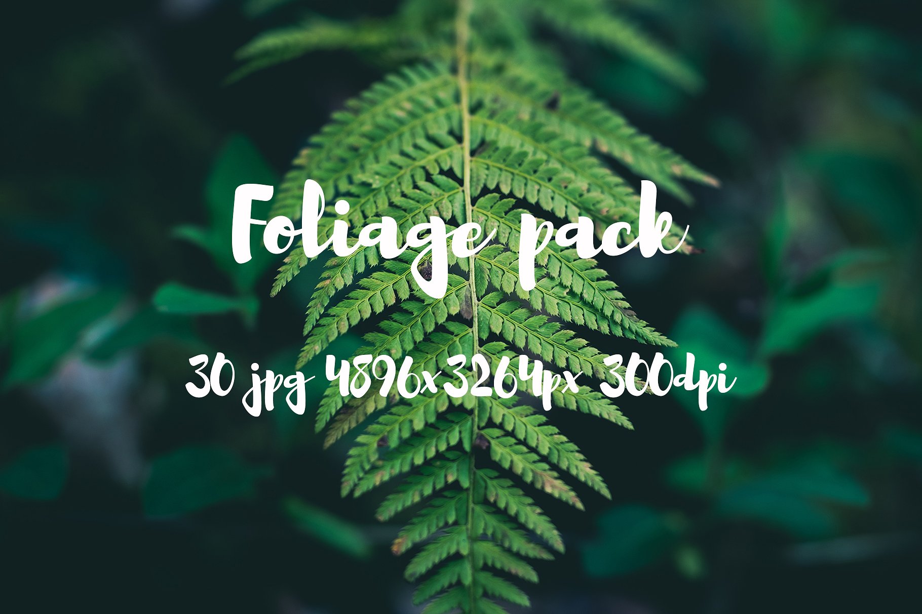 Foliage Photo Pack