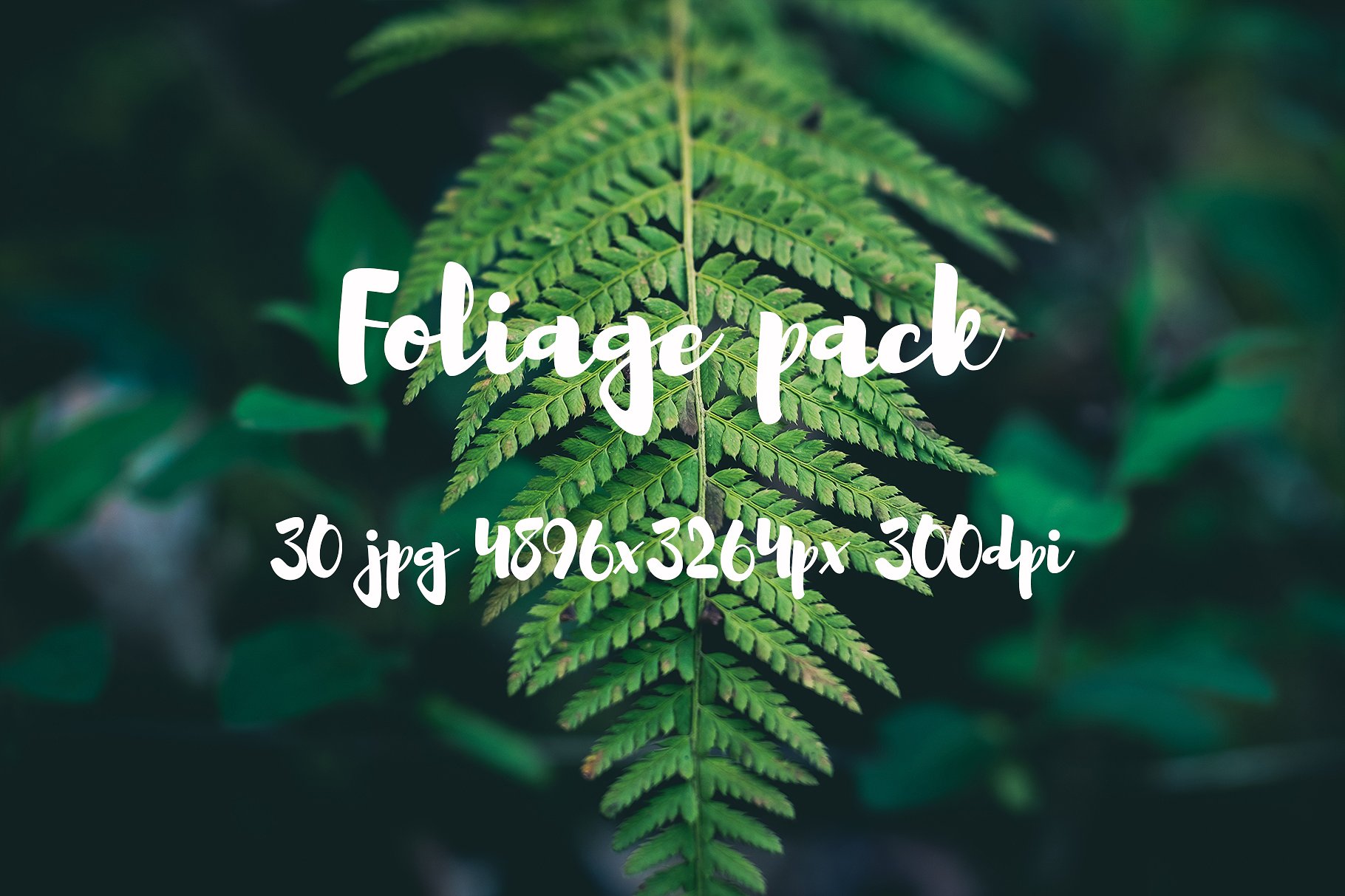 Foliage Photo Pack